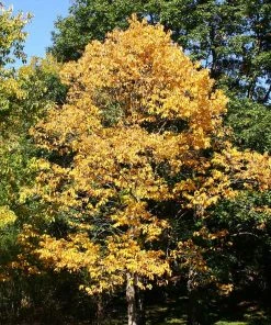 Brighter Blooms American Persimmon Tree