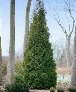 BrighterBlooms.com Full Speed A Hedge® American Pillar Arborvitae