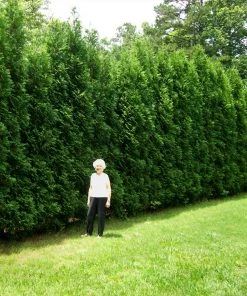 BrighterBlooms.com Full Speed A Hedge® American Pillar Arborvitae