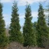 BrighterBlooms.com Full Speed A Hedge® American Pillar Arborvitae