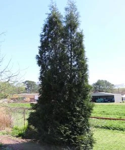 BrighterBlooms.com Full Speed A Hedge® American Pillar Arborvitae