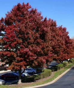 Brighter Blooms American Red Maple Tree