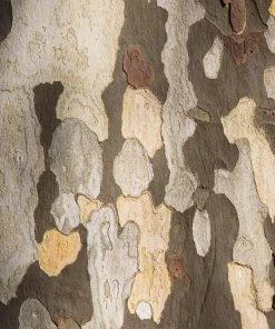 Brighter Blooms American Sycamore Tree