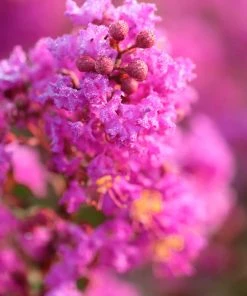 Brighter Blooms Amethyst King™ Emerald Empire® Crape Myrtle Tree