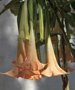 Brighter Blooms Peach Angel Trumpet Tree 5 Brighter Blooms Peach Angel Trumpet Tree