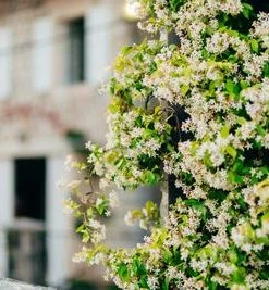 Brighter Blooms Angel Wing Jasmine Shrub