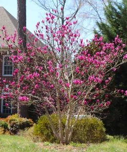 Brighter Blooms Ann Magnolia Tree Arborvitae Trees