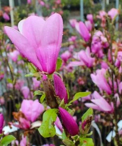 Brighter Blooms Ann Magnolia Tree Arborvitae Trees