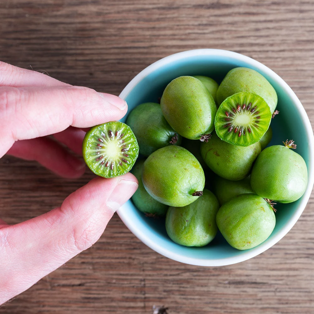 Brighter Blooms Fruit Trees Anna & Meader Kiwi Vine Pollination Pack 4 Brighter Blooms Fruit Trees Anna & Meader Kiwi Vine Pollination Pack