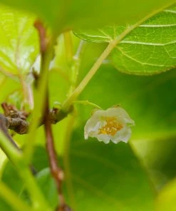Brighter Blooms Fruit Trees Anna & Meader Kiwi Vine Pollination Pack