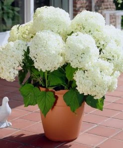 Brighter Blooms Shrubs & Hedges Annabelle Hydrangea Shrub