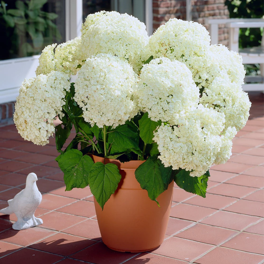 Brighter Blooms Shrubs & Hedges Annabelle Hydrangea Shrub 2 Brighter Blooms Shrubs & Hedges Annabelle Hydrangea Shrub
