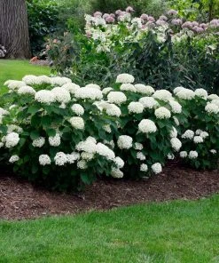 Brighter Blooms Annabelle Hydrangea Shrub (amz)