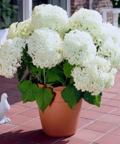 Brighter Blooms Annabelle Hydrangea Shrub (amz)