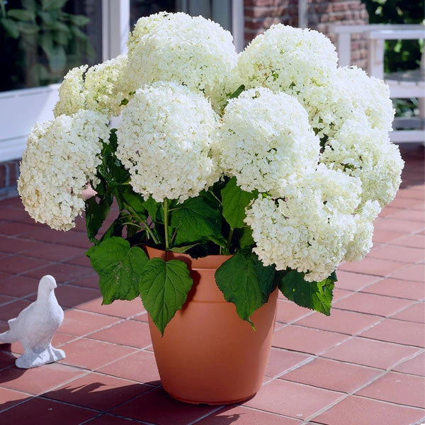 Brighter Blooms Shrubs & Hedges Annabelle Hydrangea Shrub 1 Brighter Blooms Shrubs & Hedges Annabelle Hydrangea Shrub
