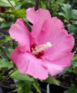 Brighter Blooms Aphrodite Rose Of Sharon Althea Shrub