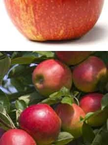 Brighter Blooms Gravenstein Apple Tree Fruit Trees