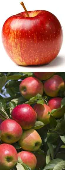 Brighter Blooms Gravenstein Apple Tree Fruit Trees 2 Brighter Blooms Gravenstein Apple Tree Fruit Trees