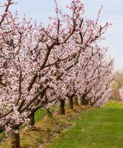 Brighter Blooms Blenheim Apricot Tree SHOP ALL