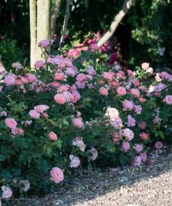 Brighter Blooms Shrubs & Hedges Apricot Drift® Rose 5 Brighter Blooms Shrubs & Hedges Apricot Drift® Rose