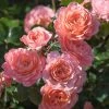 Brighter Blooms Shrubs & Hedges Apricot Drift® Rose
