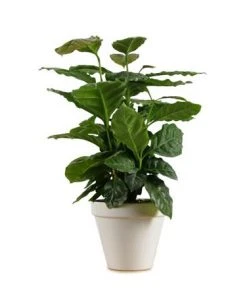 Brighter Blooms Fruit Trees Arabica Coffee Gift Plant