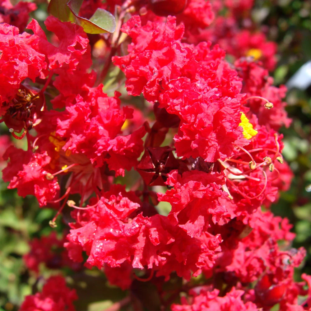 Brighter Blooms Arapaho Crape Myrtle Tree 4 Brighter Blooms Arapaho Crape Myrtle Tree