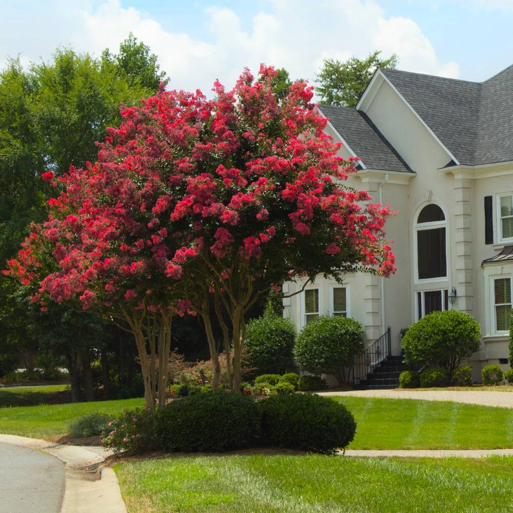Brighter Blooms Arapaho Crape Myrtle Tree 2 Brighter Blooms Arapaho Crape Myrtle Tree