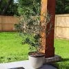 Brighter Blooms Fruit Trees Arbequina Olive Tree