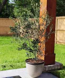 Brighter Blooms Fruit Trees Arbequina Olive Tree
