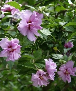 Brighter Blooms Ardens Rose Of Sharon Althea Shrub