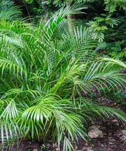 Brighter Blooms Palm Trees Areca Palm Tree