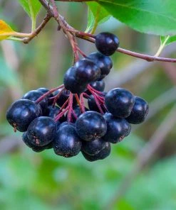 Brighter Blooms Viking Aronia Chokeberry Tree 10 Brighter Blooms Viking Aronia Chokeberry Tree