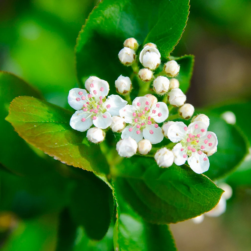 Brighter Blooms Viking Aronia Chokeberry Tree 4 Brighter Blooms Viking Aronia Chokeberry Tree