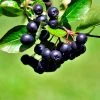 Brighter Blooms Viking Aronia Chokeberry Tree