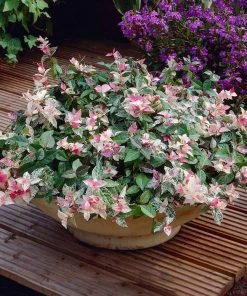 Brighter Blooms Snow-N-Summer™ Asiatic Jasmine Shrub 7 Brighter Blooms Snow-N-Summer™ Asiatic Jasmine Shrub