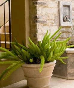 Brighter Blooms Myers Asparagus Fern Plant