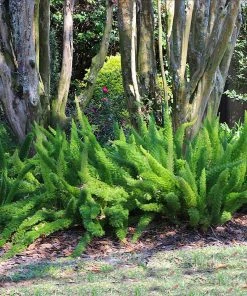 Brighter Blooms Myers Asparagus Fern Plant 7 Brighter Blooms Myers Asparagus Fern Plant