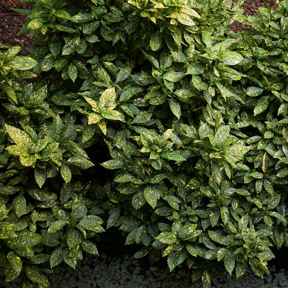 Brighter Blooms Warm-Climate Shade Garden Kit Shrubs & Hedges 4 Brighter Blooms Warm-Climate Shade Garden Kit Shrubs & Hedges