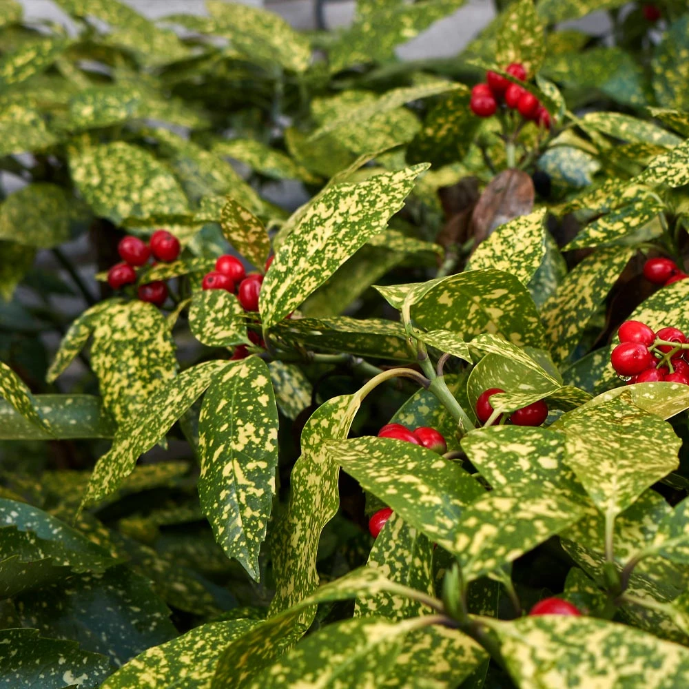 Brighter Blooms Japanese Gold Dust Aucuba Shrub Shade Trees 4 Brighter Blooms Japanese Gold Dust Aucuba Shrub Shade Trees