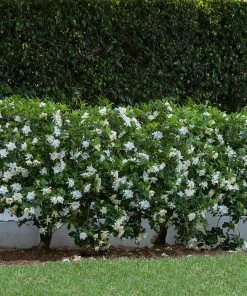 Brighter Blooms Shrubs & Hedges August Beauty Gardenia Shrub