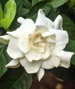 Brighter Blooms Shrubs & Hedges August Beauty Gardenia Shrub