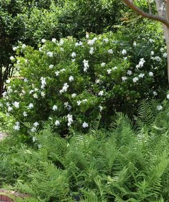 Brighter Blooms Shrubs & Hedges August Beauty Gardenia Shrub
