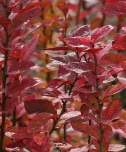 Brighter Blooms Aurora Blueberry Bush