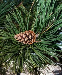 Brighter Blooms Austrian Pine Tree Evergreen & Privacy