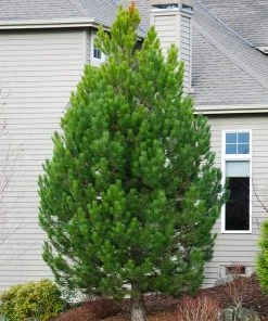 Brighter Blooms Austrian Pine Tree Evergreen & Privacy