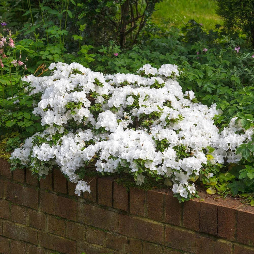 Brighter Blooms Shrubs & Hedges Autumn Angel® Encore® Azalea Shrub 2 Brighter Blooms Shrubs & Hedges Autumn Angel® Encore® Azalea Shrub