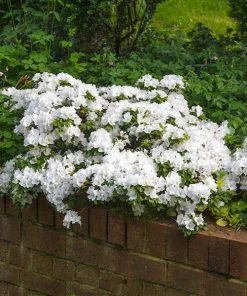 Brighter Blooms Shrubs & Hedges Autumn Angel® Encore® Azalea Shrub