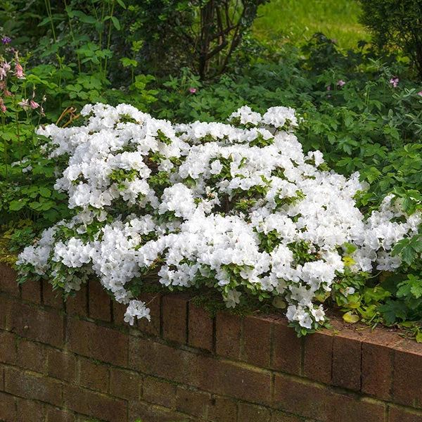 Brighter Blooms Shrubs & Hedges Autumn Angel® Encore® Azalea Shrub 1 Brighter Blooms Shrubs & Hedges Autumn Angel® Encore® Azalea Shrub