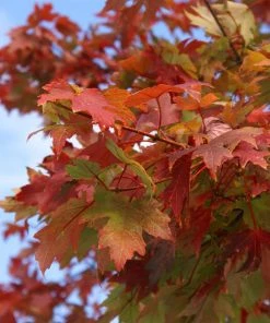 Brighter Blooms Shade Trees Autumn Blaze® Maple Tree